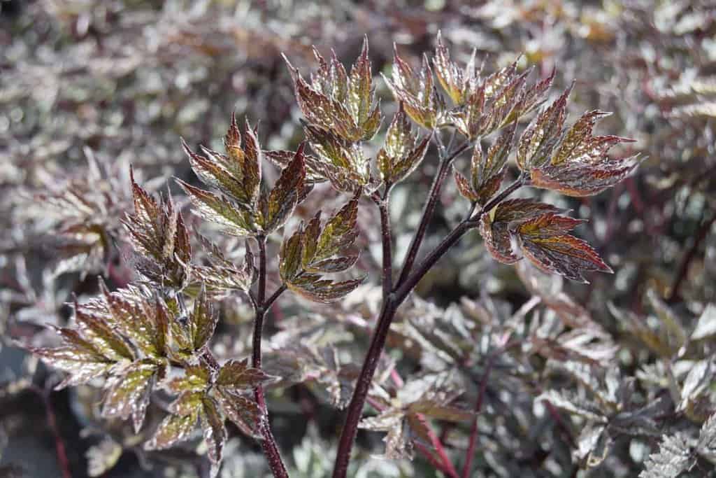 Actaea simplex Atropurpurea Group 'Brunette' ---